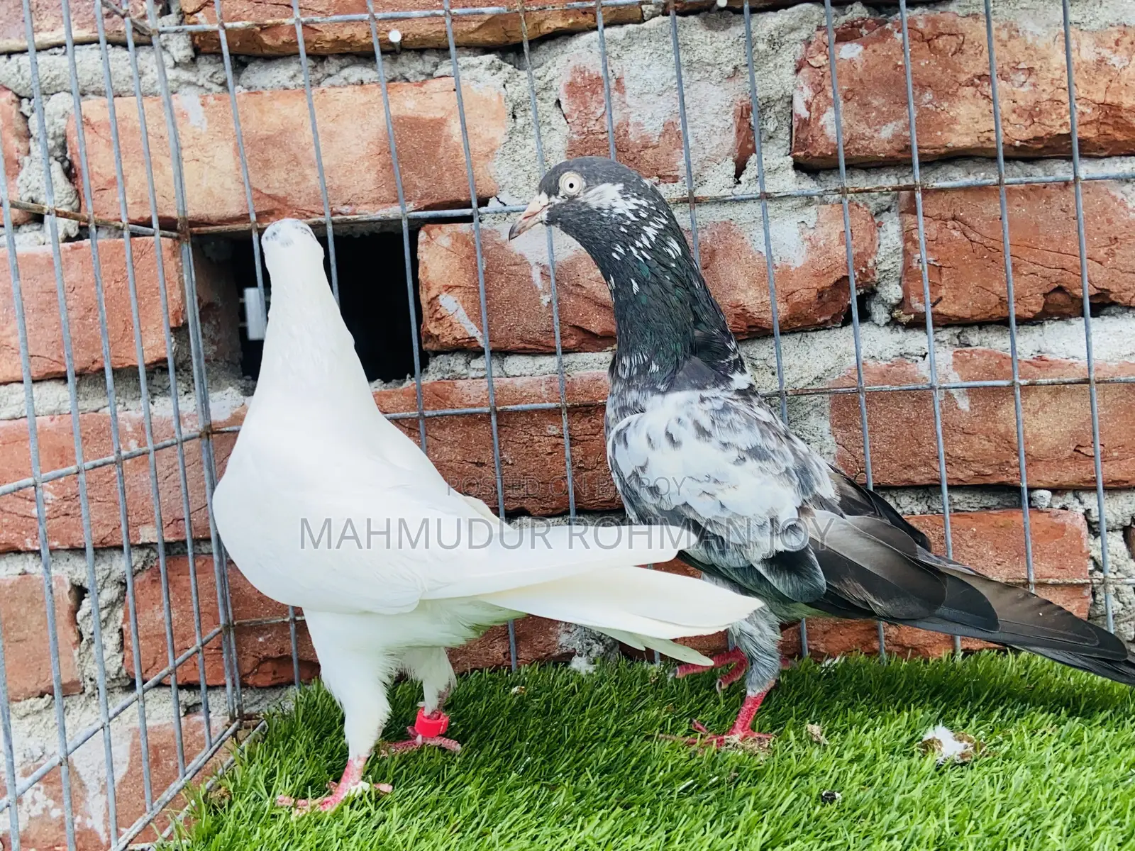 ভালো জাতের কিছু কবুতর সেল হবে