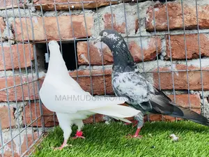 ভালো জাতের কিছু কবুতর সেল হবে