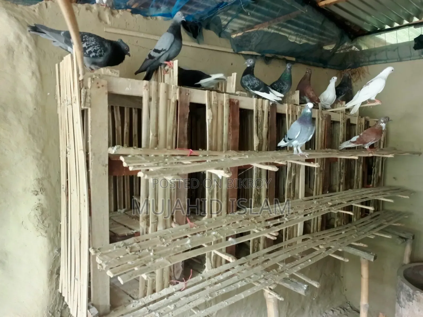 Minhaz Hossain