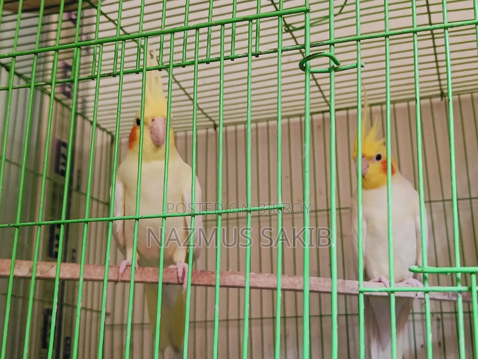 Running Cockatiel Adult Pair