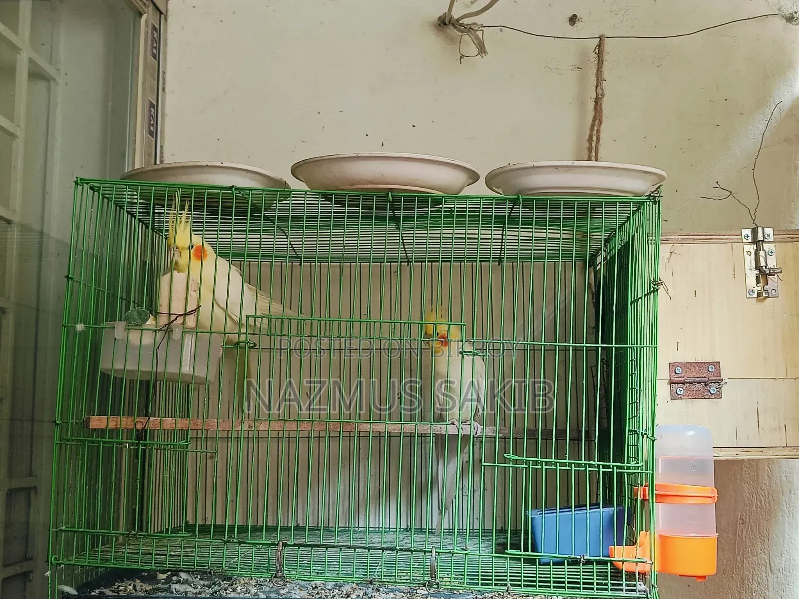 Running Cockatiel Adult Pair