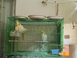 Running Cockatiel Adult Pair
