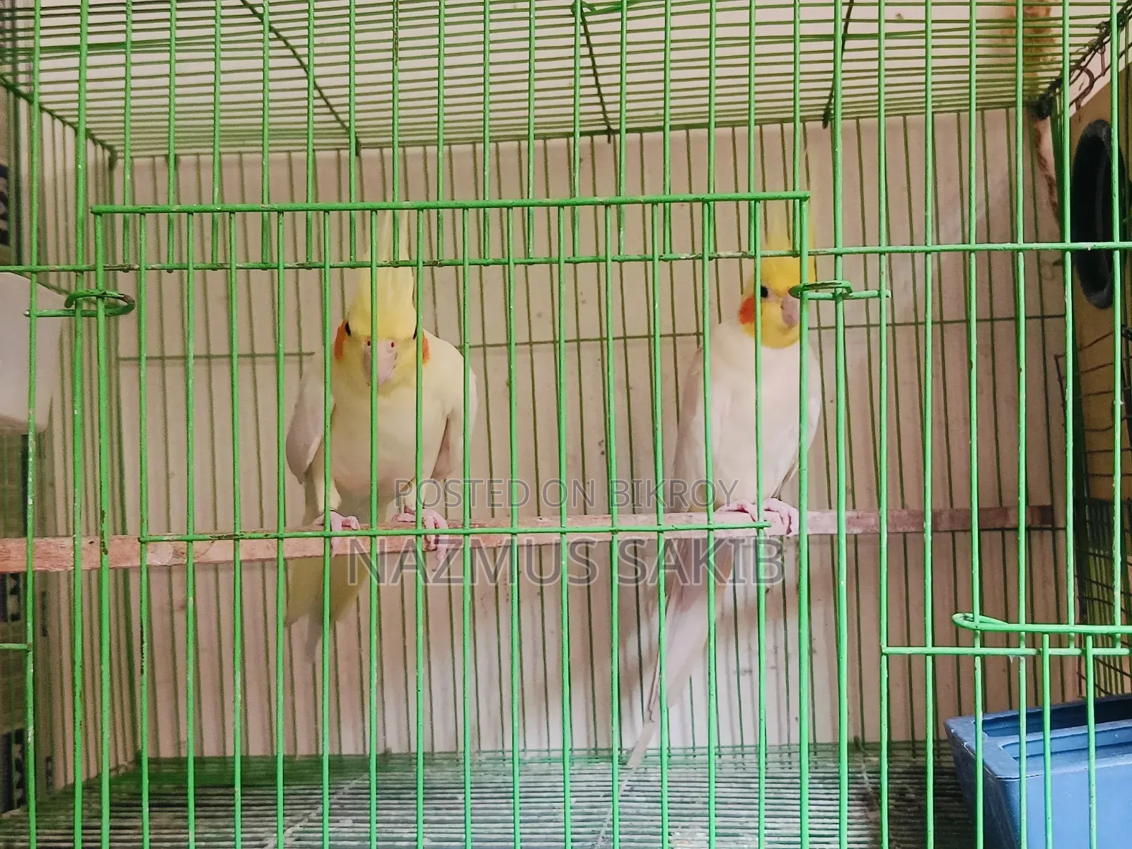 Running Cockatiel Adult Pair