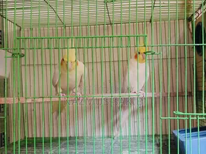 Running Cockatiel Adult Pair