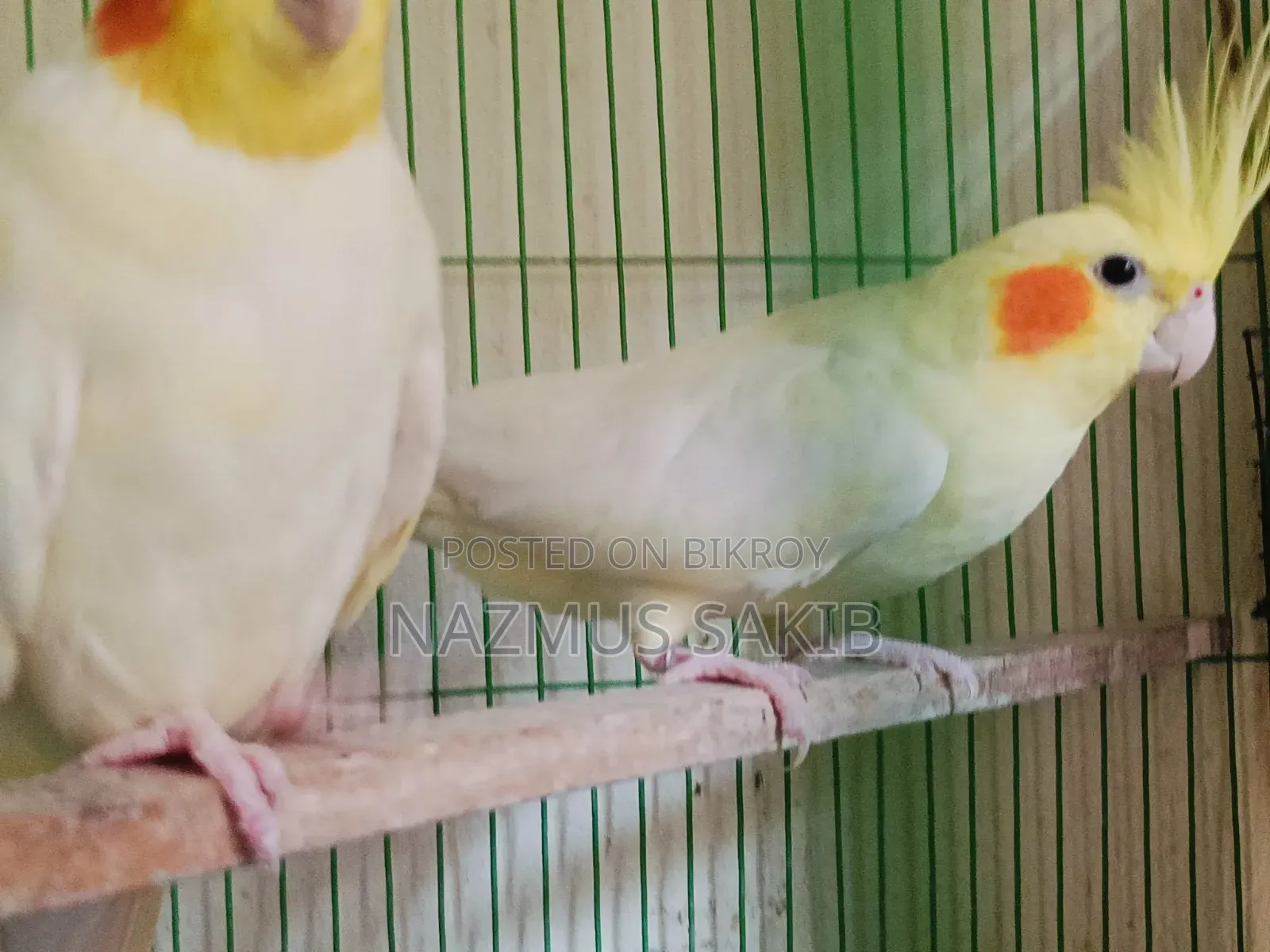 Running Cockatiel Adult Pair