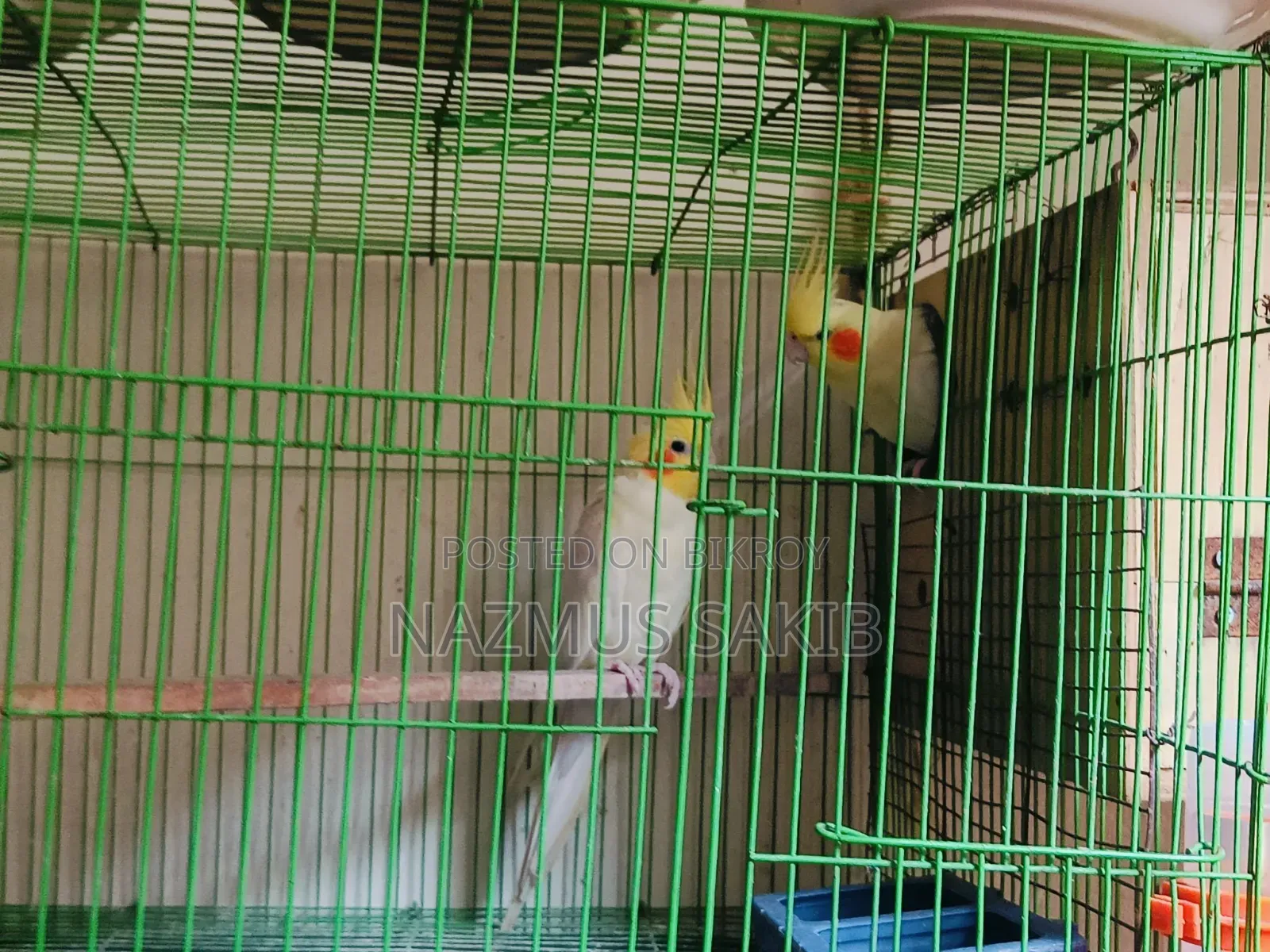 Running Cockatiel Adult Pair