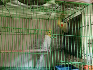 Running Cockatiel Adult Pair