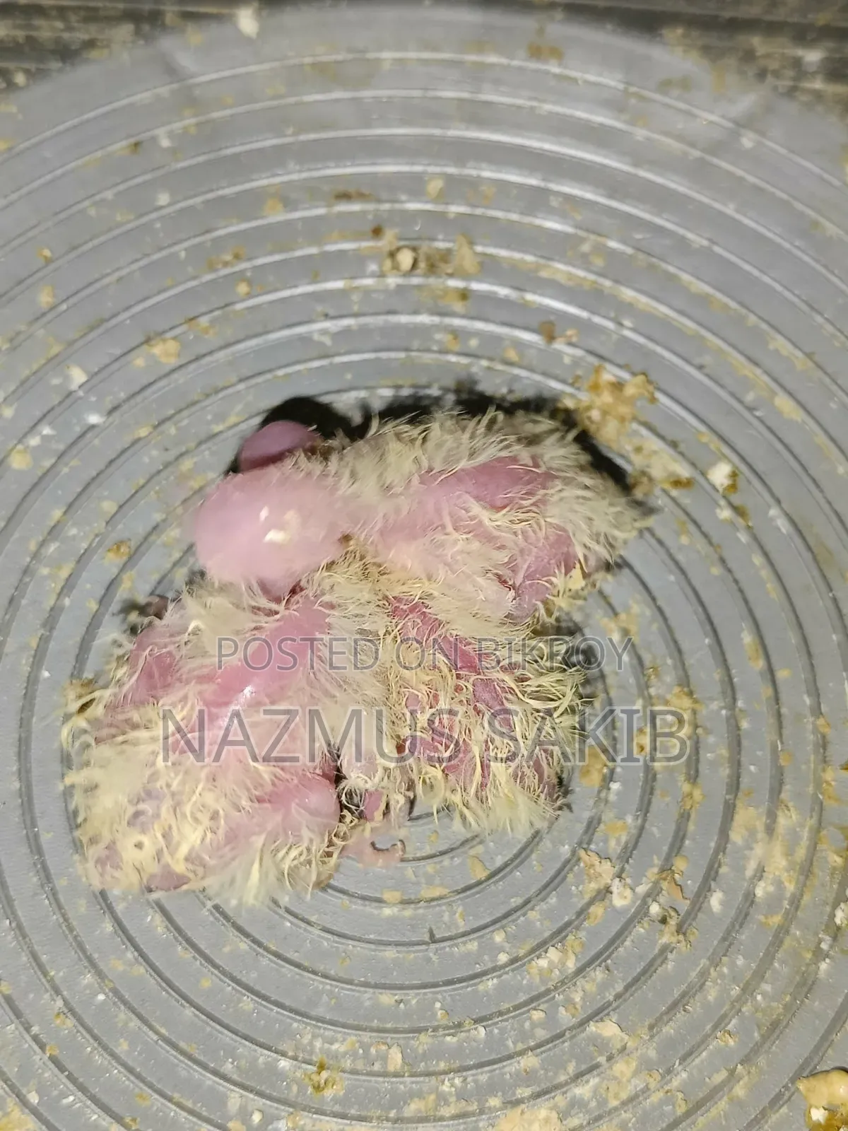 Running Cockatiel Adult Pair