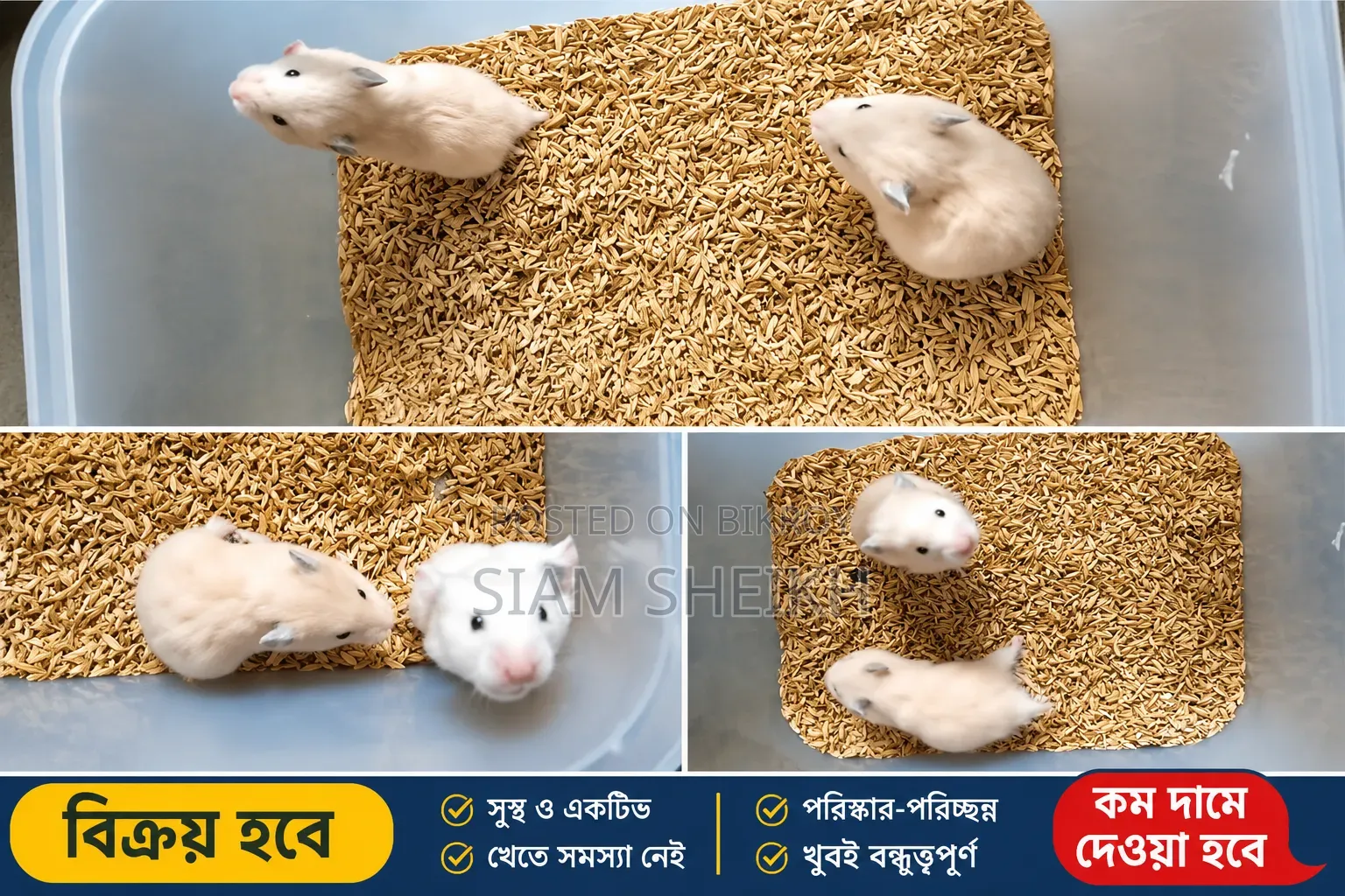 সিরিয়ান হ্যামস্টার