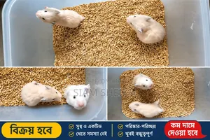 সিরিয়ান হ্যামস্টার