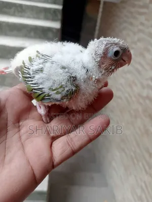 Pineapple Conure Double Red Factor