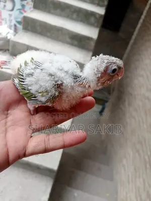 Pineapple Conure Double Red Factor