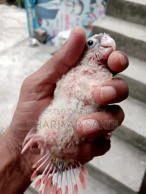 Pineapple Conure Double Red Factor