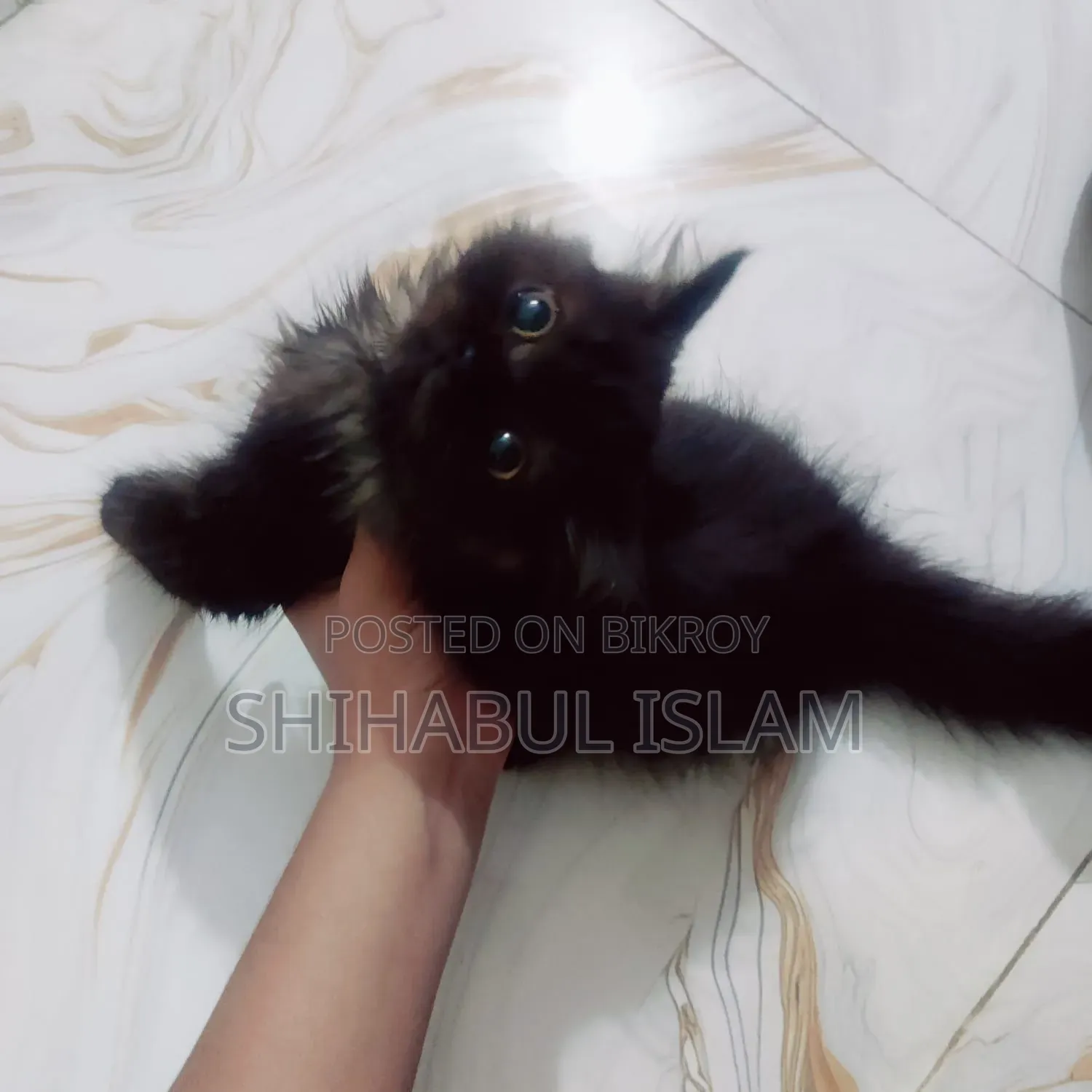3-6 months Male Purebred Persian