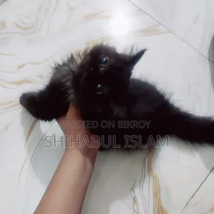 3-6 months Male Purebred Persian