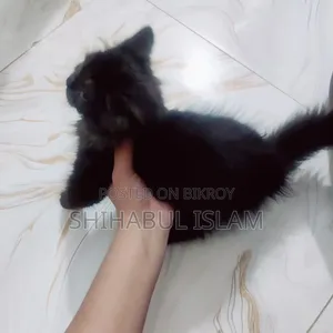 3-6 months Male Purebred Persian