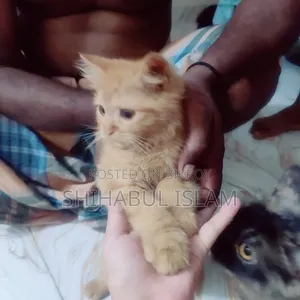 3-6 months Male Purebred Persian