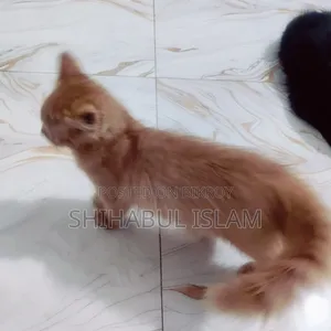 3-6 months Male Purebred Persian