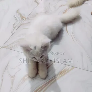 3-6 months Male Purebred Persian