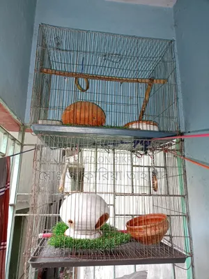 পাখির খাচা