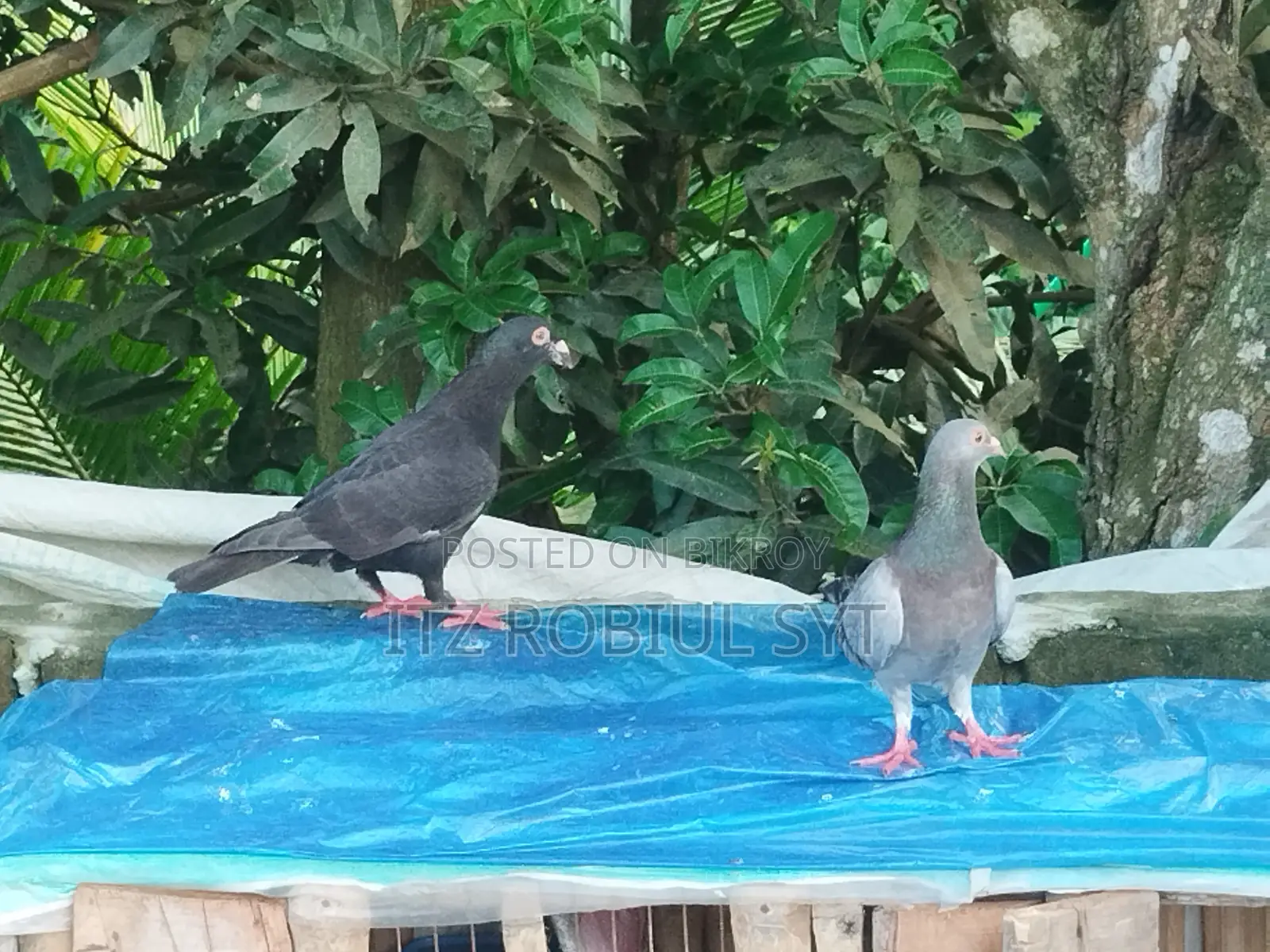 হোমার কবুতর জোড়া