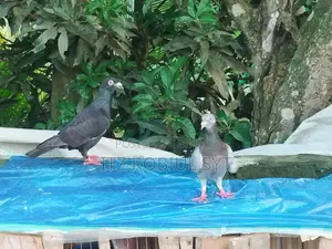 হোমার কবুতর জোড়া