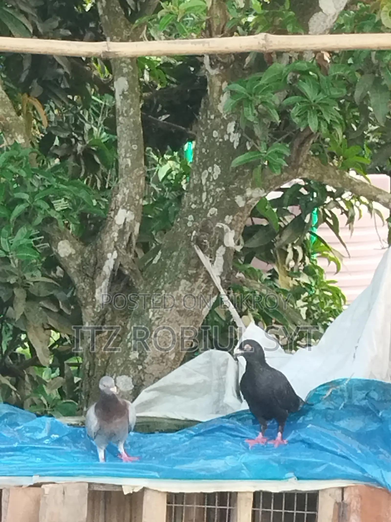 হোমার কবুতর জোড়া