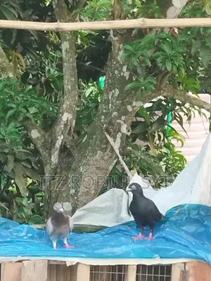 হোমার কবুতর জোড়া