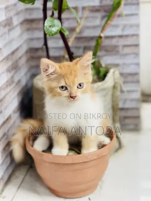 ১-৩ মাসের ফিমেল মিক্সড ব্রিড পার্সিয়ান