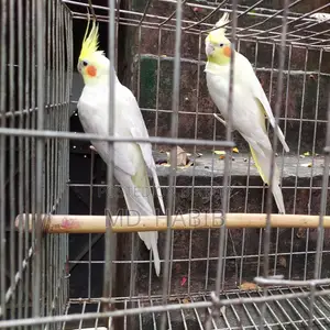Lutino Cockatiel (RED Eye) 1 Pair Tamed