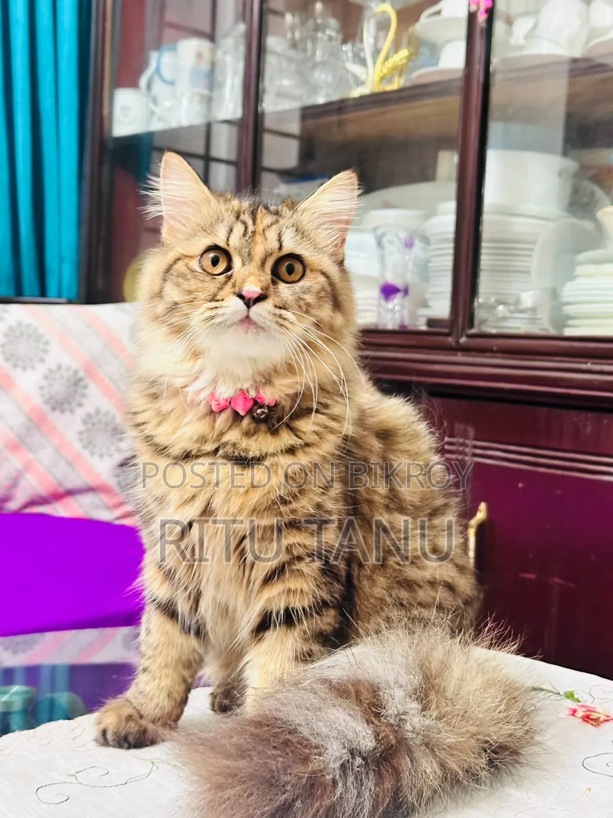 6-12 months Female Purebred Exotic