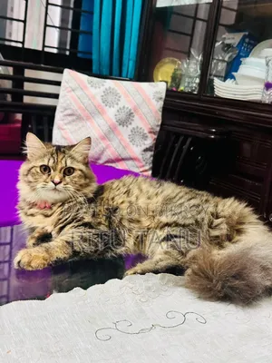 6-12 months Female Purebred Exotic