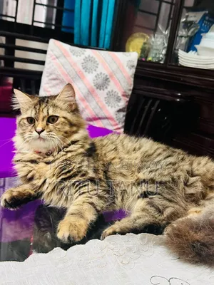 6-12 months Female Purebred Exotic