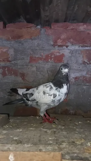 তাদি কবিটর