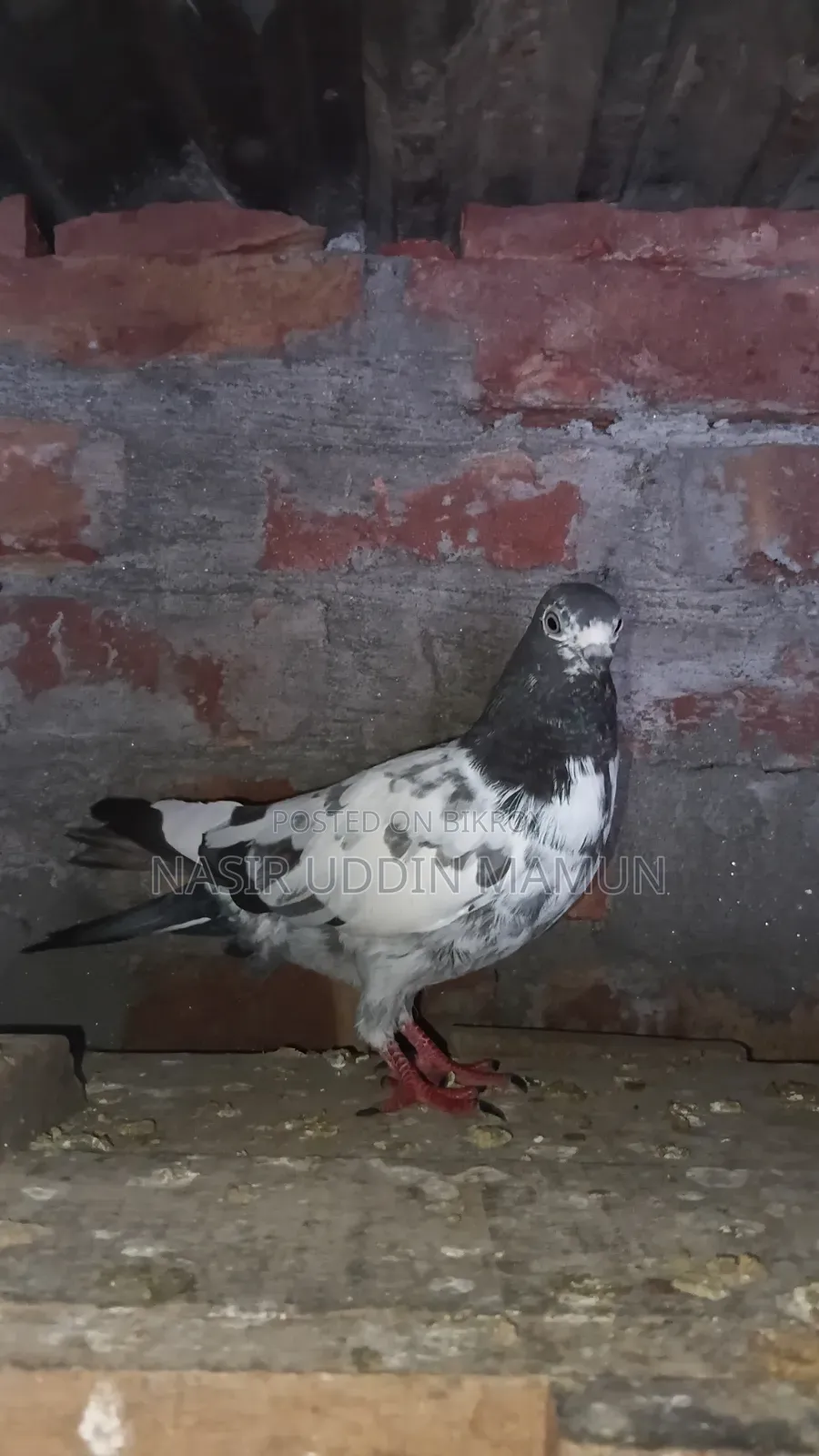 তাদি কবিটর