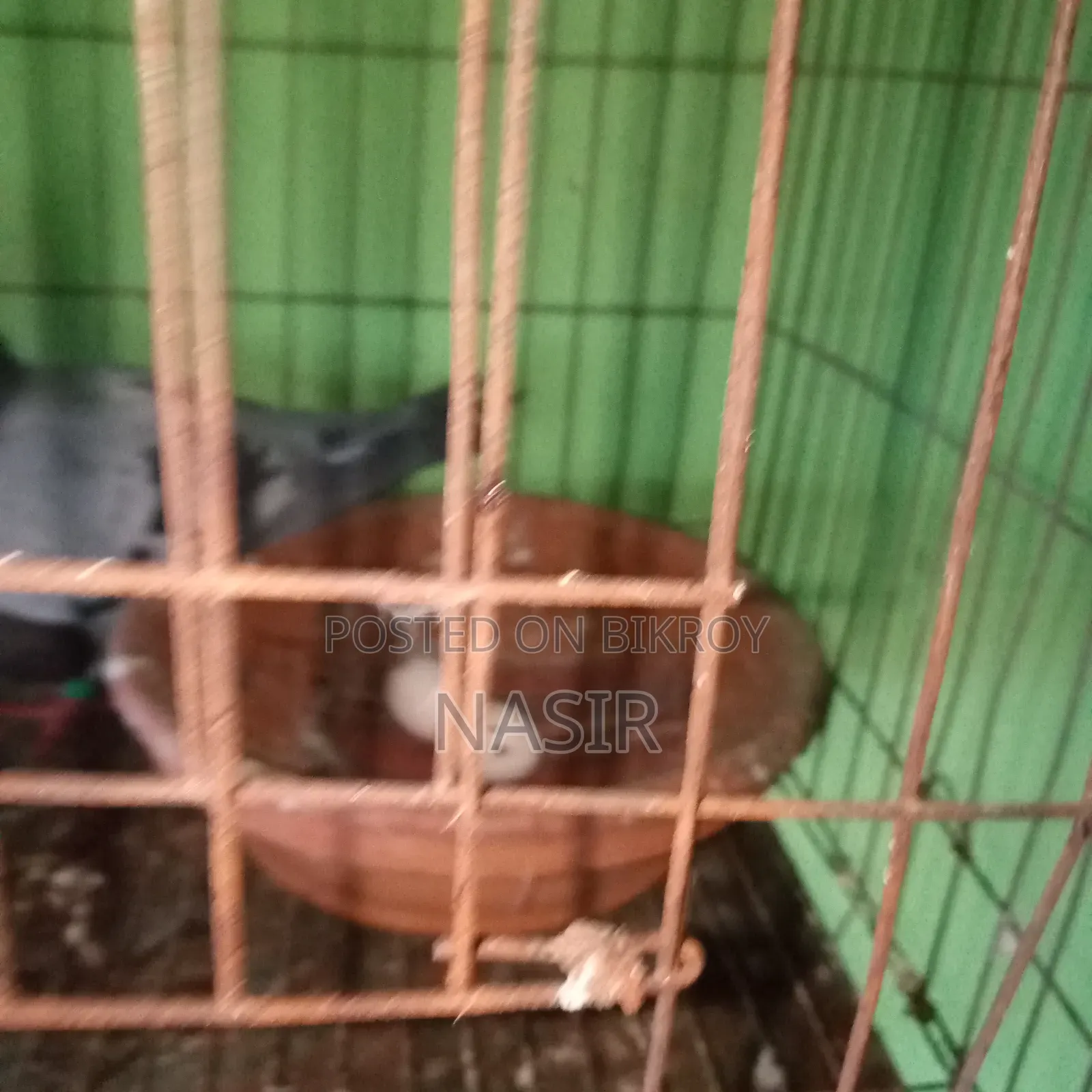 রানিং কবুতর