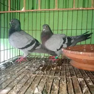 রানিং কবুতর