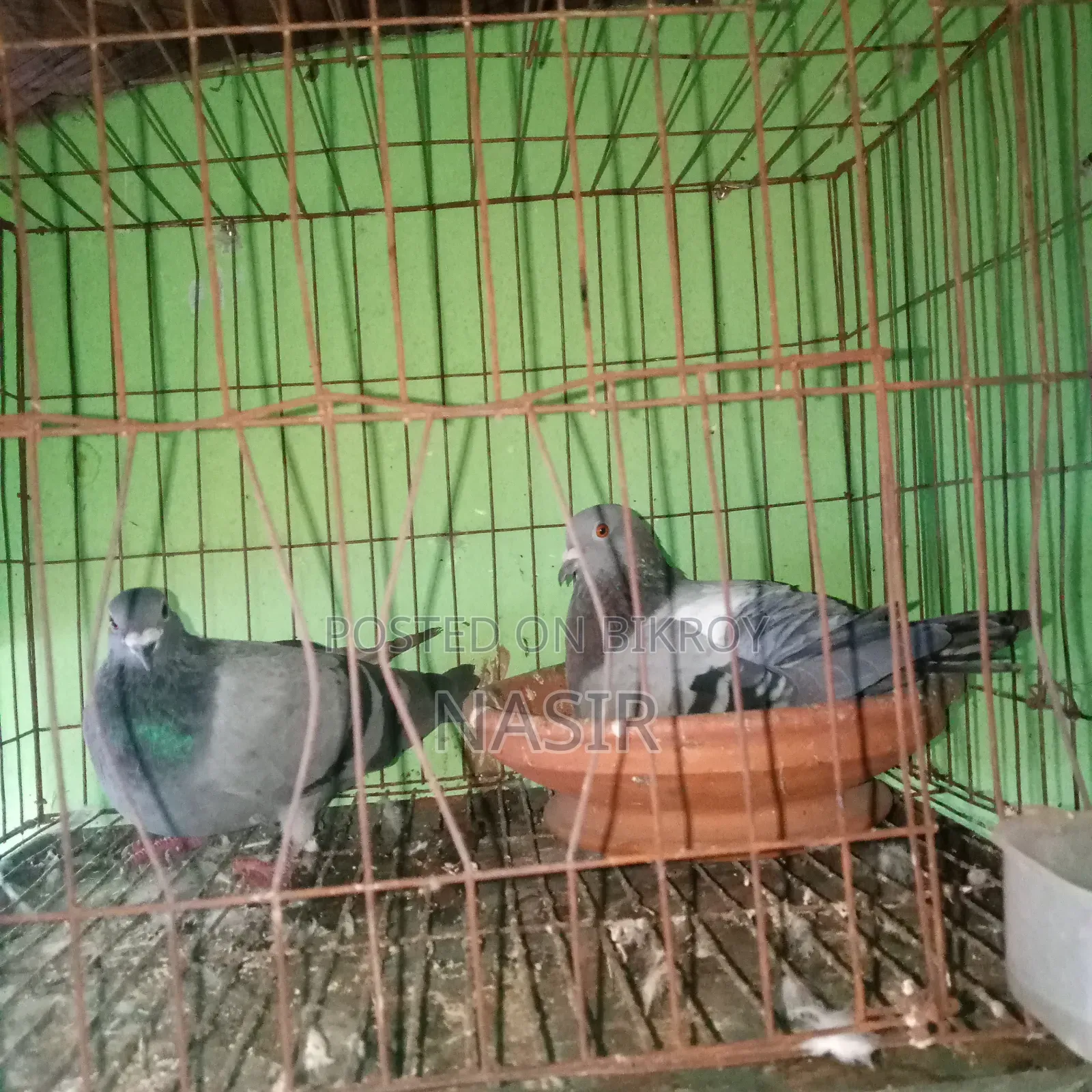 রানিং কবুতর