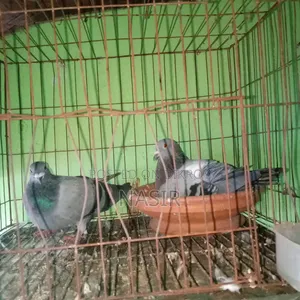 রানিং কবুতর