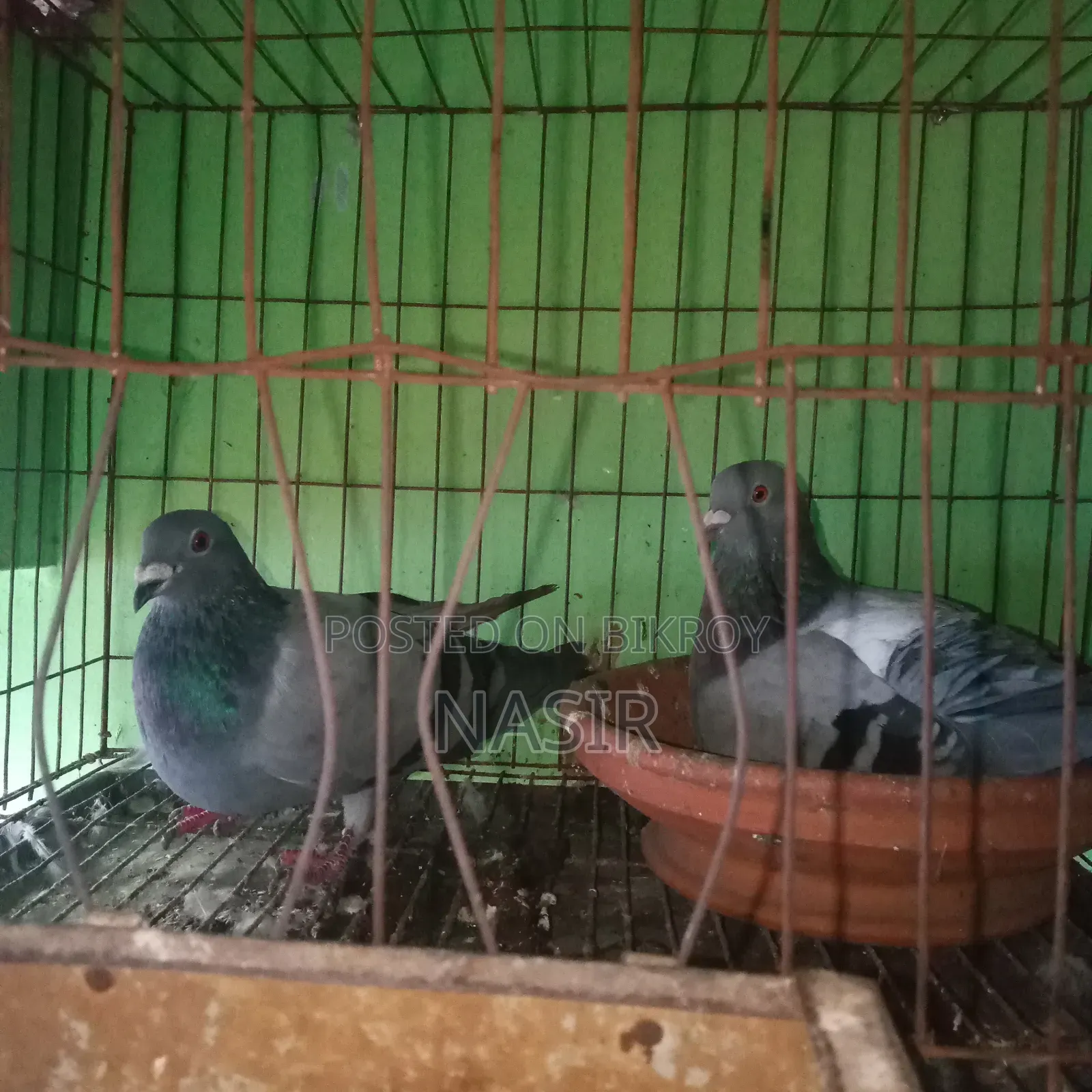 রানিং কবুতর