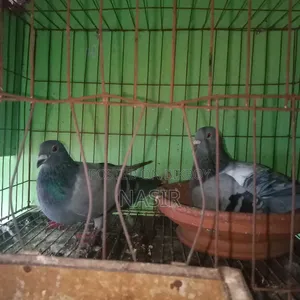 রানিং কবুতর