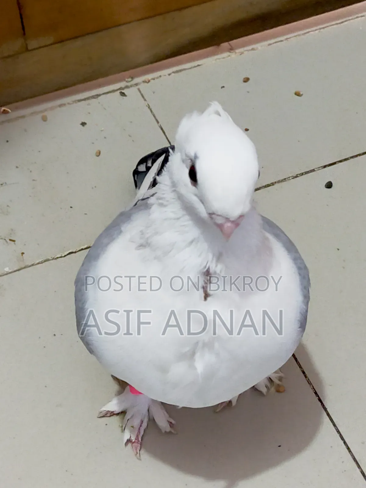 ব্লু হোয়াইট বার সার্টিন