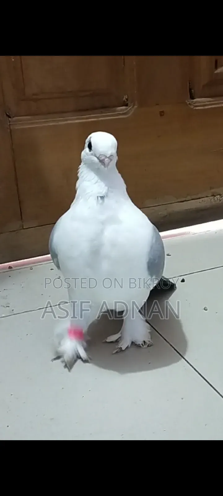ব্লু হোয়াইট বার সার্টিন