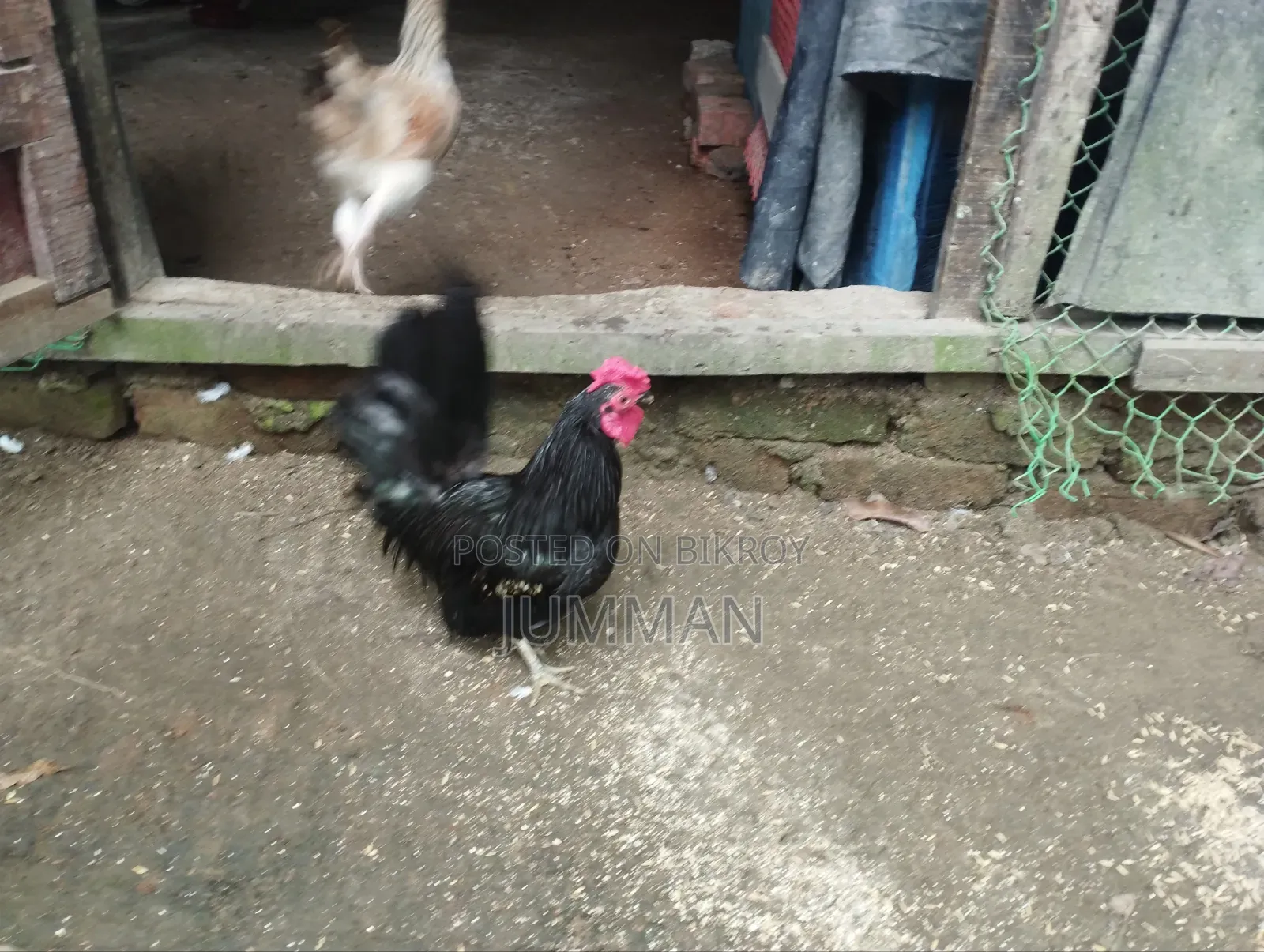 সেরমা মুরগা