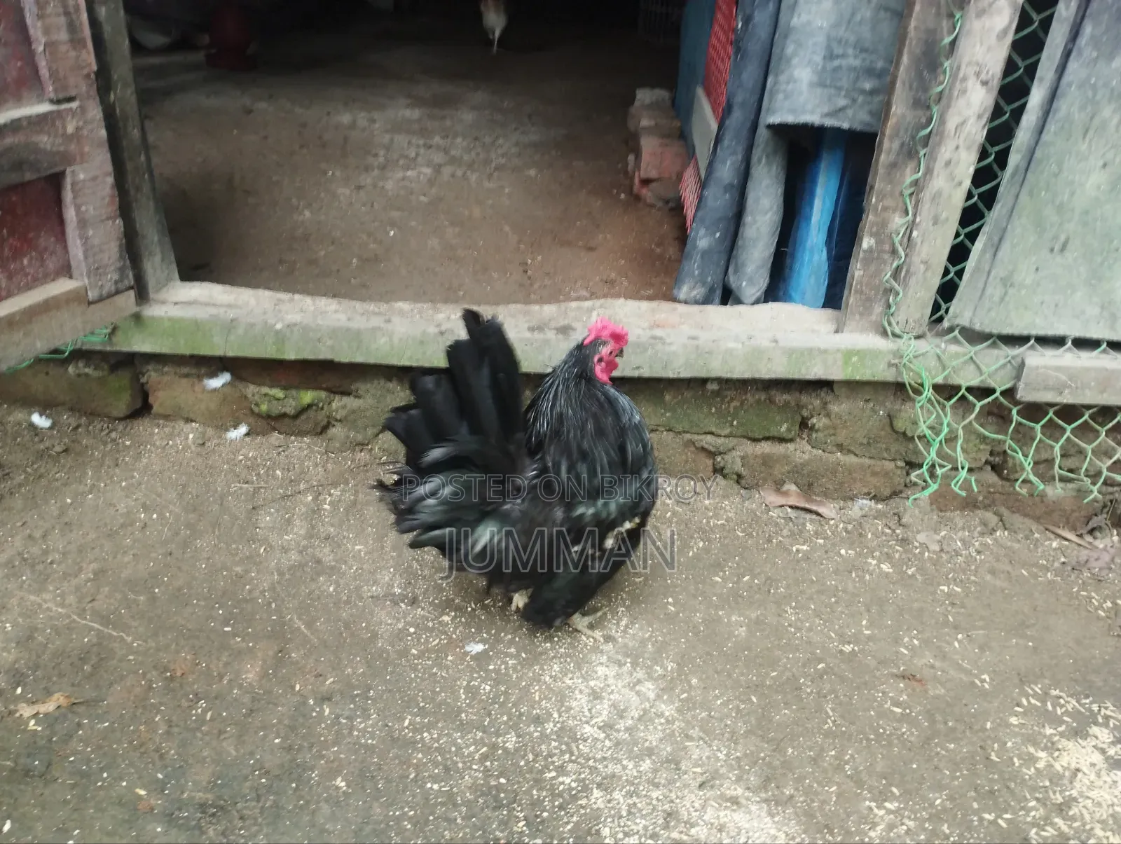 সেরমা মুরগা