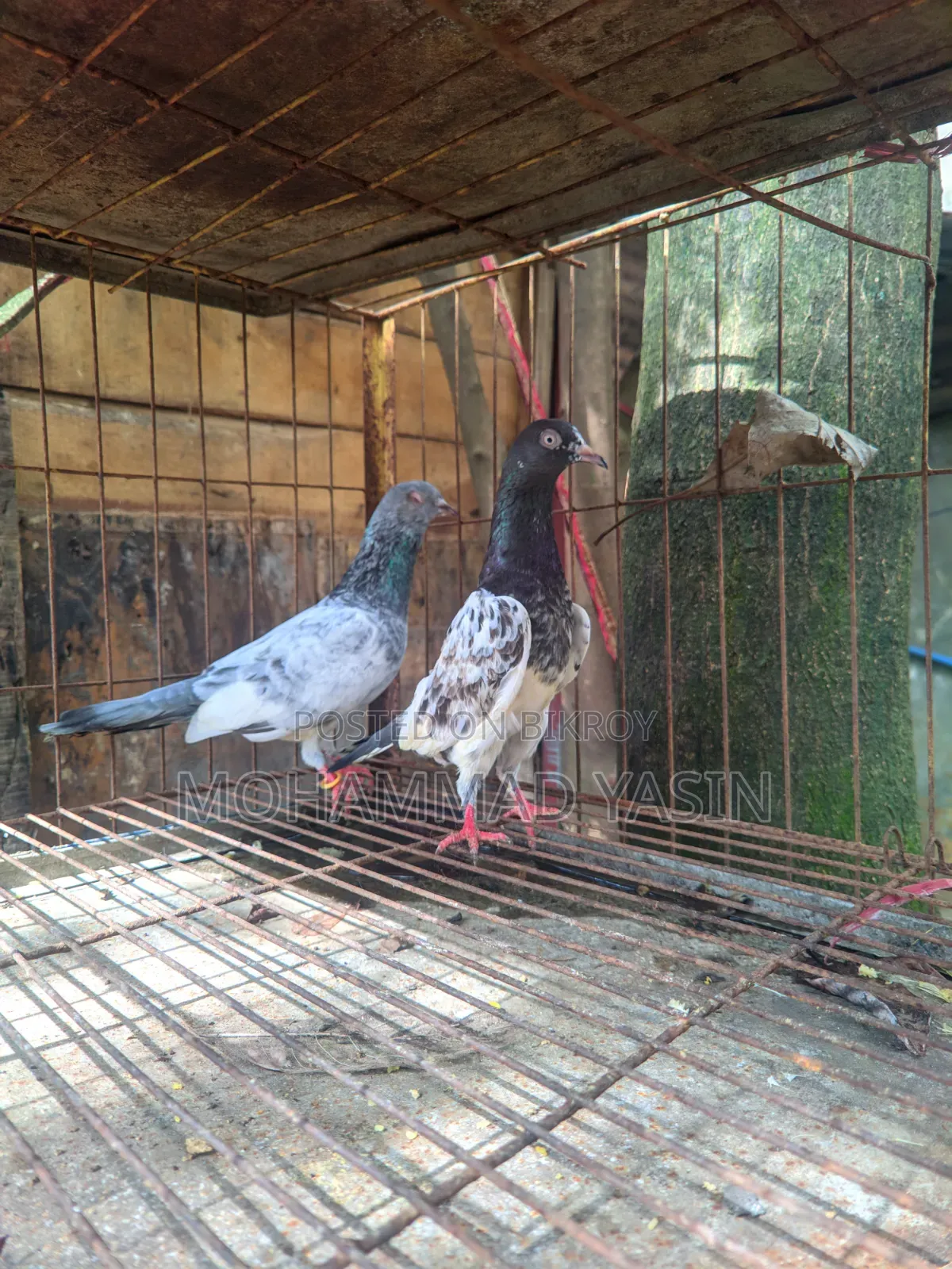 কবুতর সিলভার + টেডি