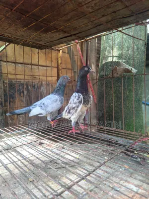 কবুতর সিলভার + টেডি