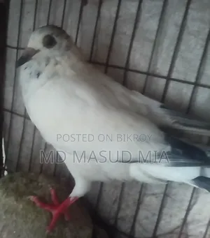 মাদি কবুতর