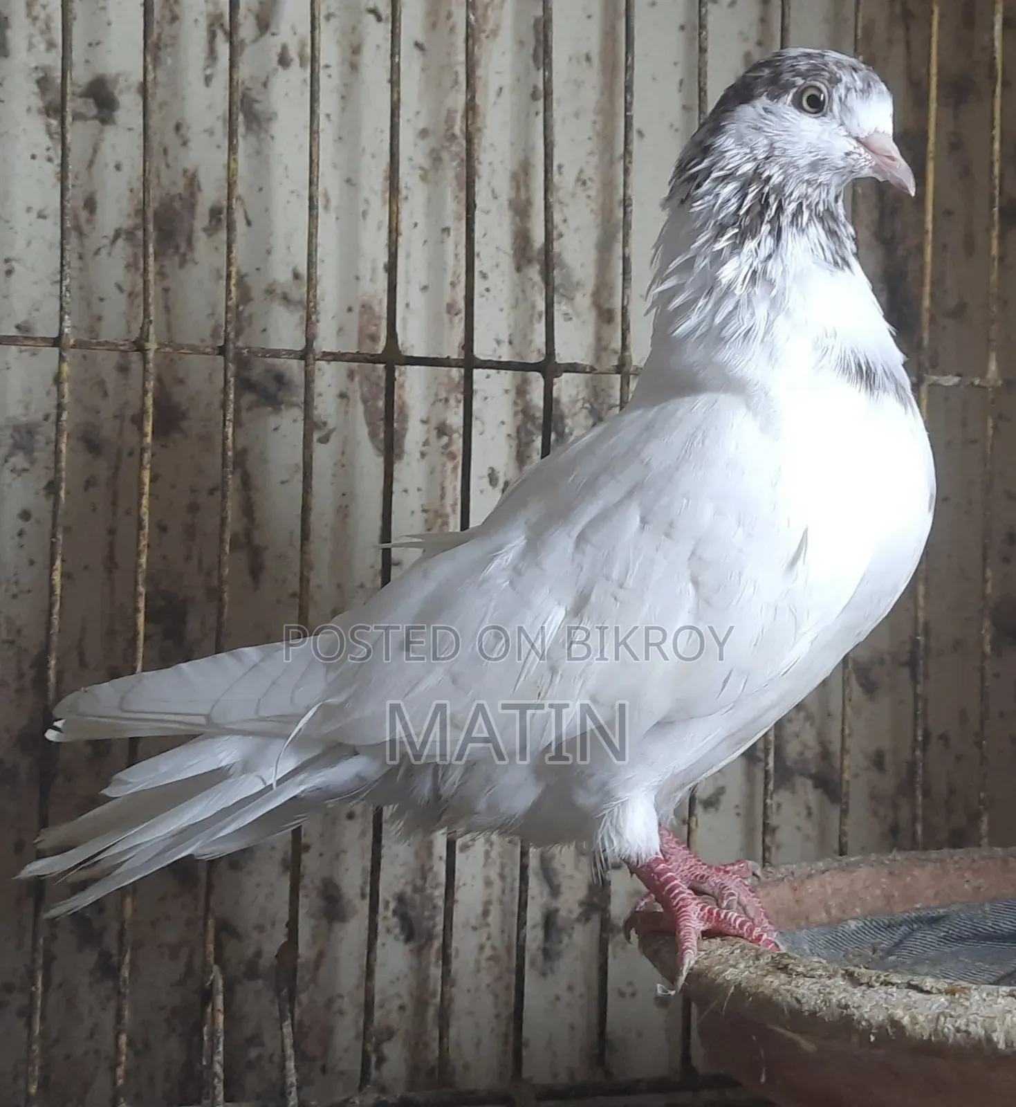 ১ পিস রানিং মাদি কবুতর