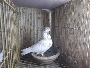 ১ পিস রানিং মাদি কবুতর